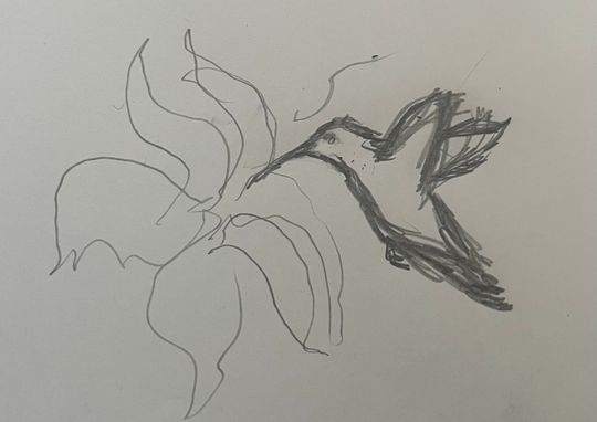 Colibri, hope, lightness, fragility, tiny 