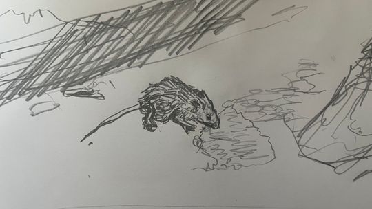 Poisoned mouse in daylight sipping water 