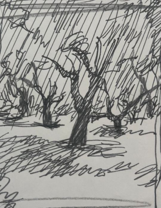 Sicily olive trees