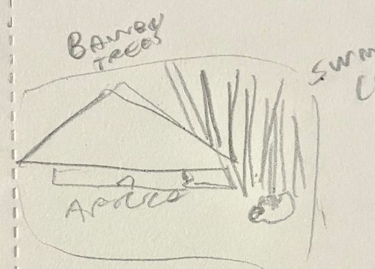 Bambu trees