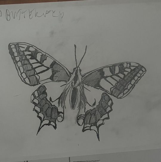 Citron Butterfly, the collector, false mirror, all animals 