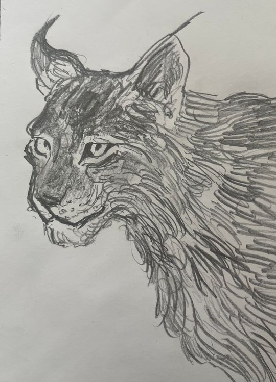 Lynx